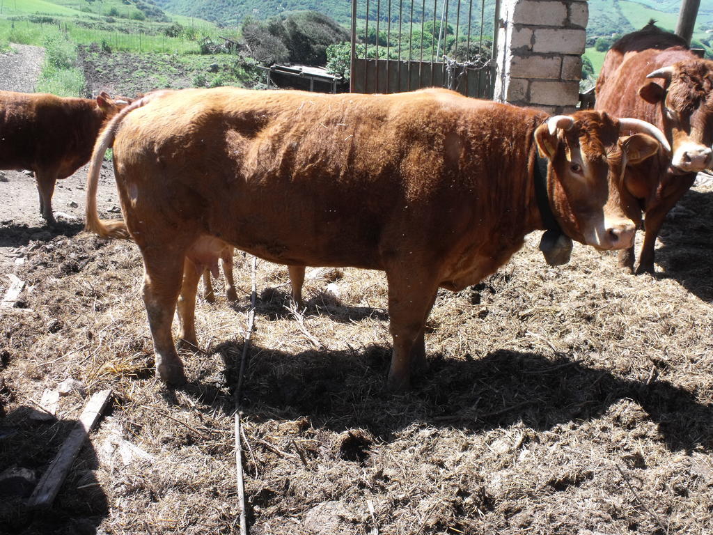 Agriturismo Sa Tanca Noa Tergu ภายนอก รูปภาพ